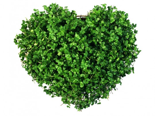 green+heart