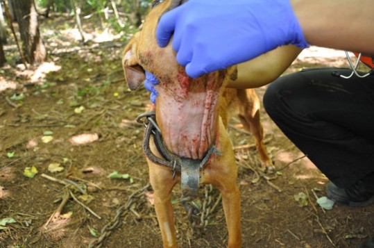 dmx-arrested-pit-bull-fighting-2