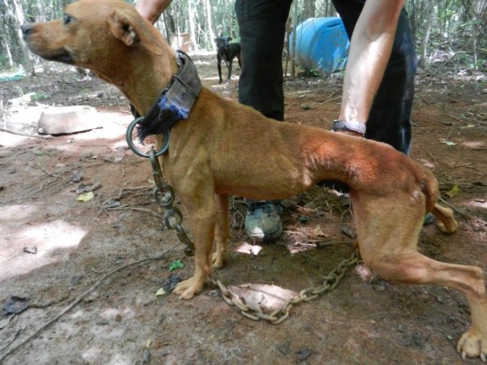 qdmx-arrested-pit-bull-fighting